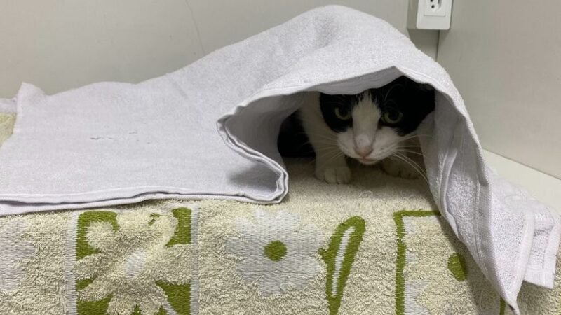 Outubro Rosa Pet: Campanha de castração reforça prevenção e cuidado especial com as gatinhas em Manaus