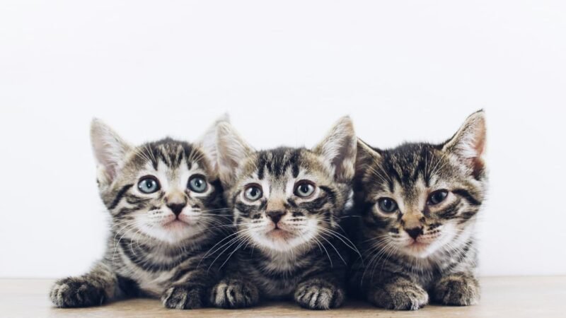 Descoberta japonesa pode revolucionar a vida dos gatos e aumentar sua longevidade