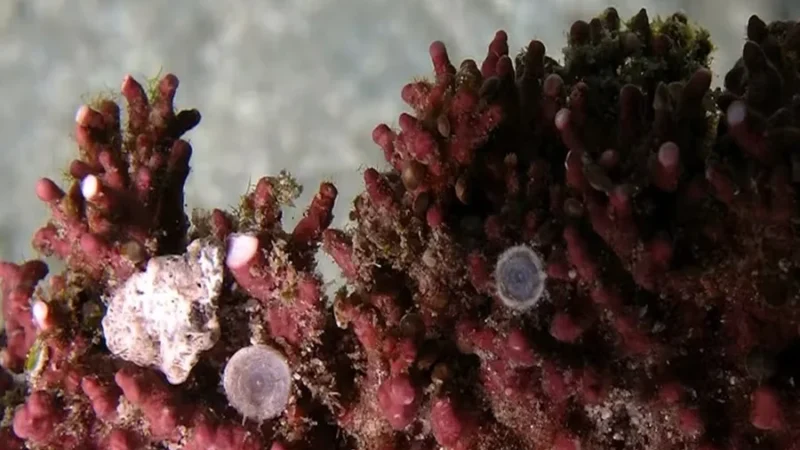 Sistema brasileiro usa IA para proteger ecossistemas no fundo do mar