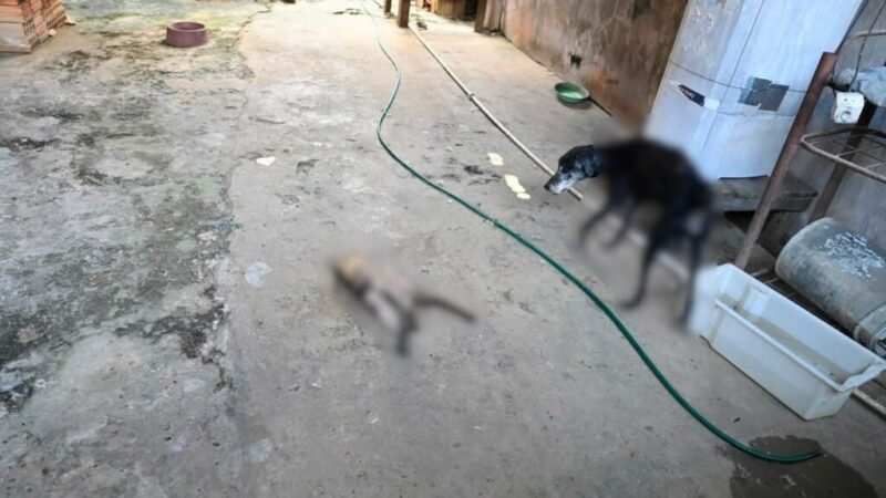 Homem é preso por maus-tratos contra cães encontrados em situação de abandono no Alvorada, em Manaus