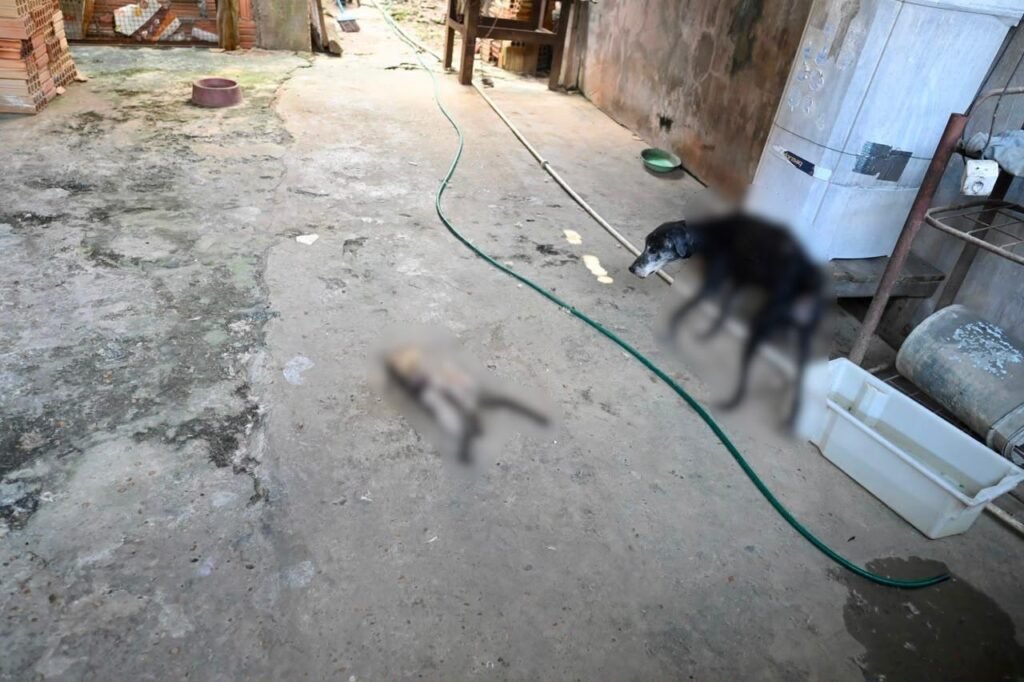 Homem é preso por maus-tratos contra cães encontrados em situação de abandono no Alvorada, em Manaus