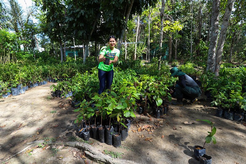 Prefeitura de Manaus celebra Dia da Árvore com recordes de arborização e doação de mudas