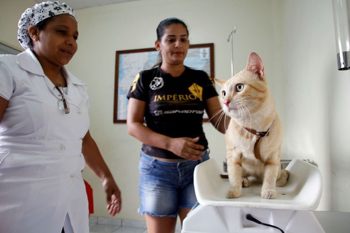 Prefeitura de Manaus abre agendamento on-line para castração de cães e gatos no castramóvel Caramelo